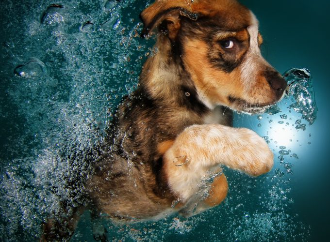Wallpaper Border Collie, dog, underwater, cute animals, funny, Animals 7251119890
